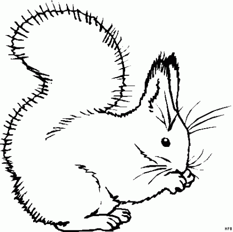 mókus